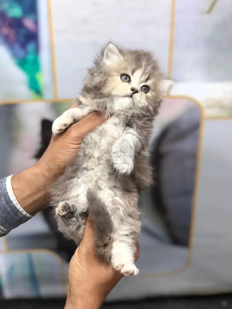 Home delivery parshion punch face kitten — photo 11