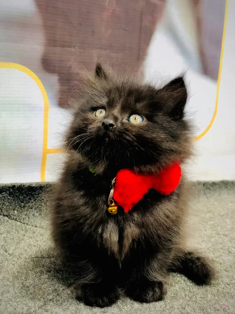 Home delivery parshion punch face kitten