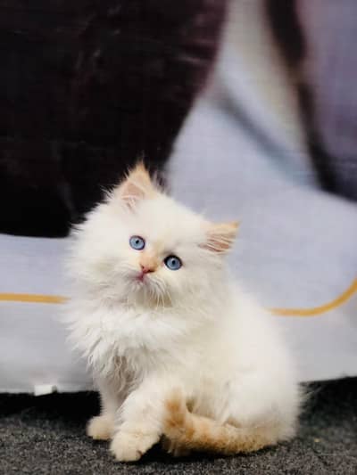 Home delivery parshion punch face kitten