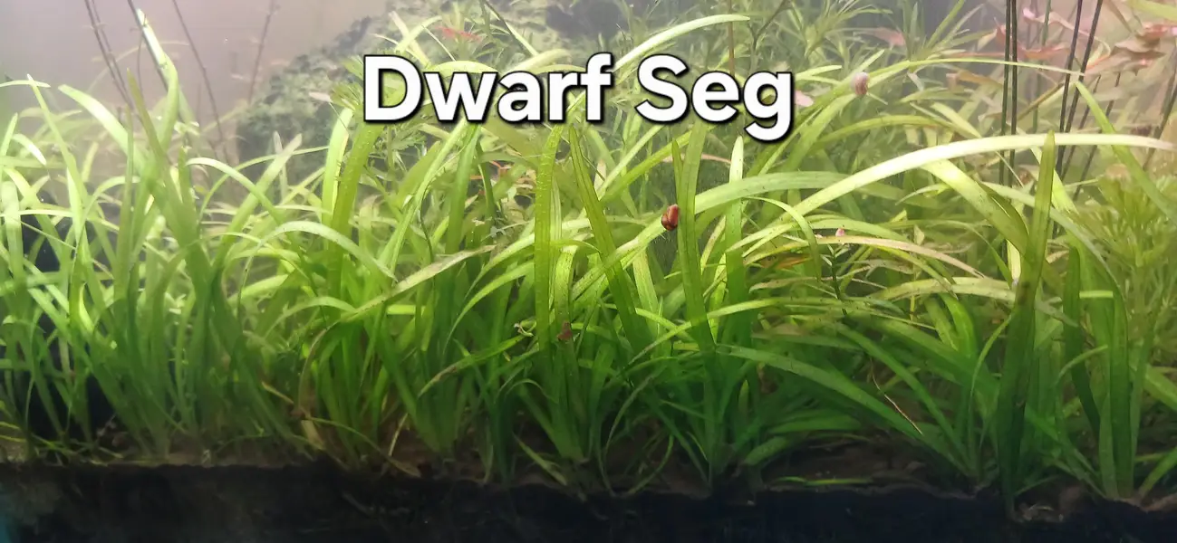 Shrimps | Live Plants | Aquatic Plants | Aquarium Plants — photo 2
