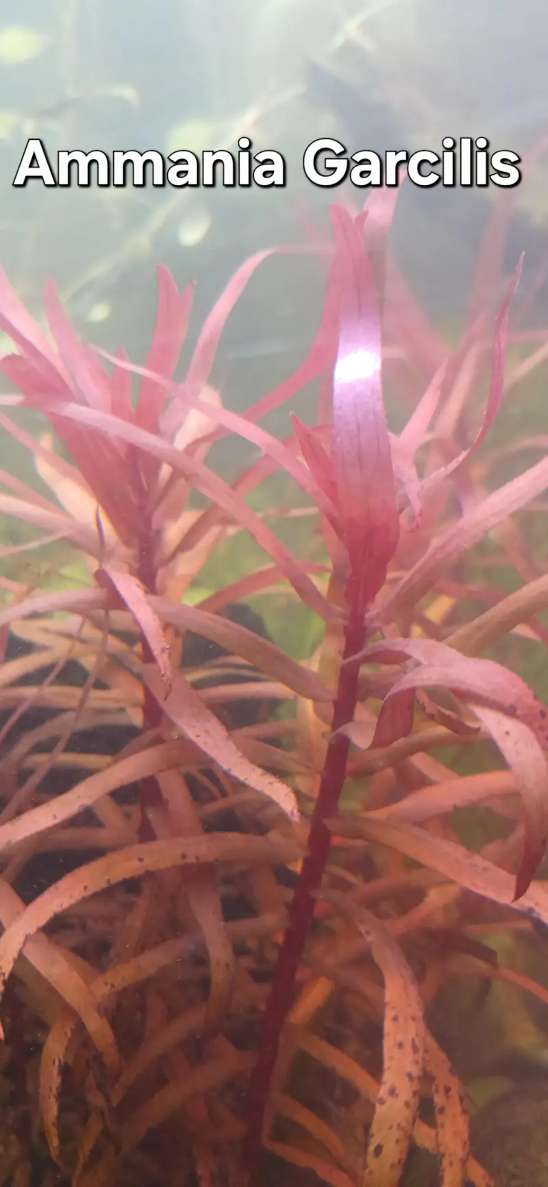 Shrimps | Live Plants | Aquatic Plants | Aquarium Plants — photo 3
