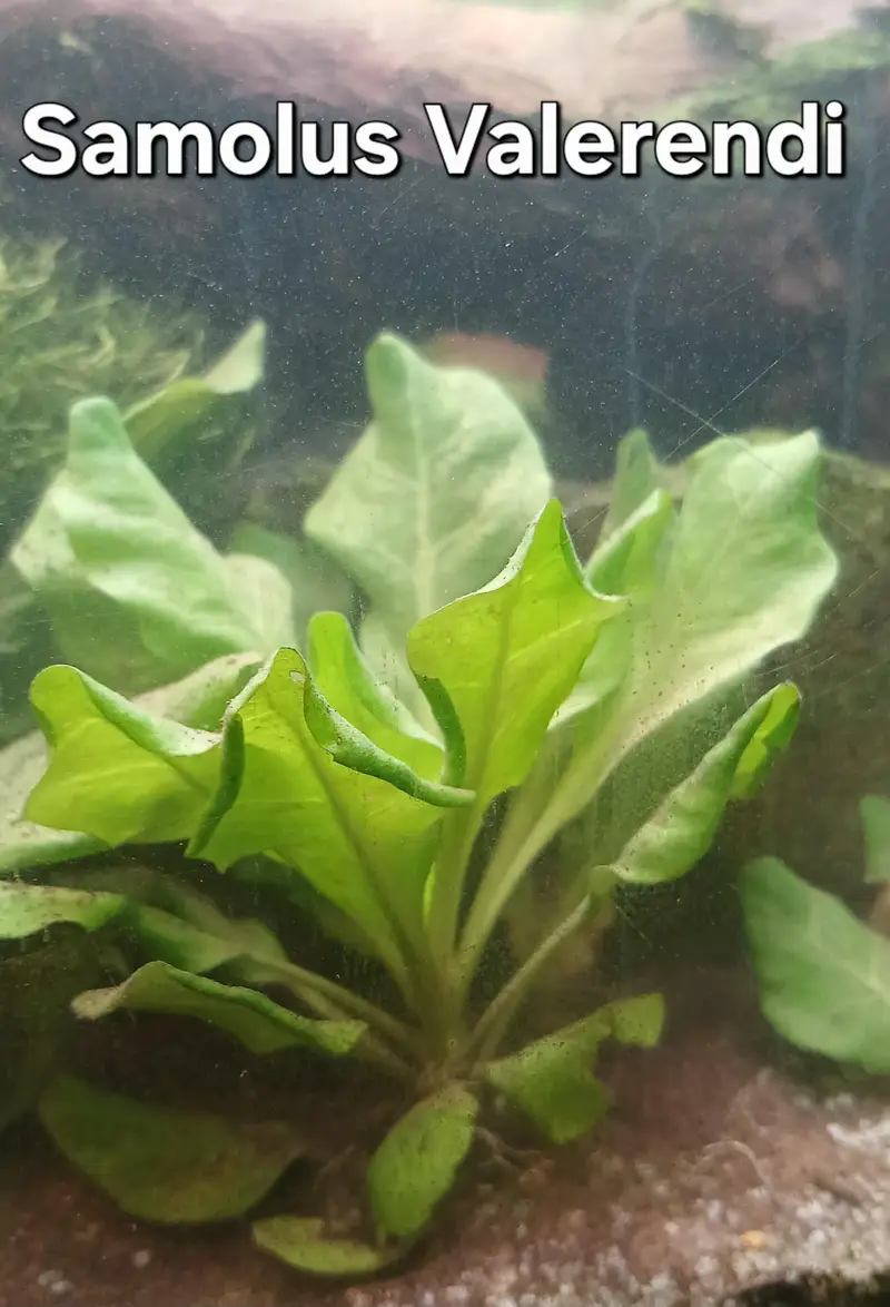 Shrimps | Live Plants | Aquatic Plants | Aquarium Plants — photo 4