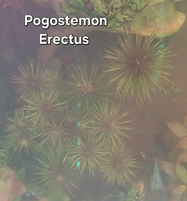 Shrimps | Live Plants | Aquatic Plants | Aquarium Plants — photo 5