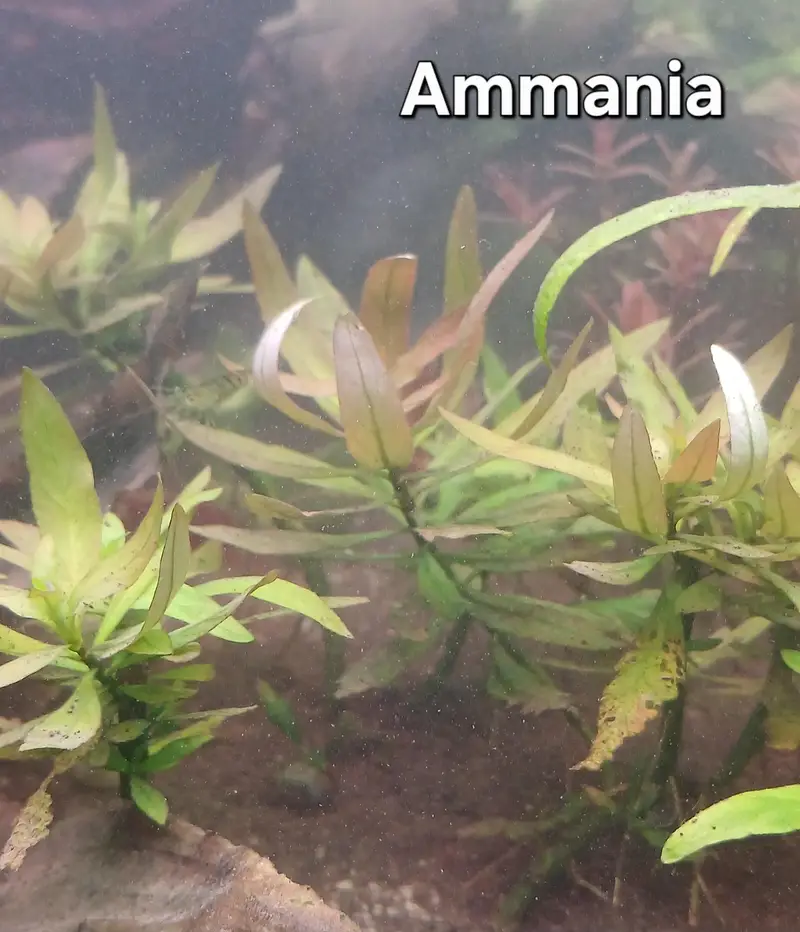 Shrimps | Live Plants | Aquatic Plants | Aquarium Plants — photo 6