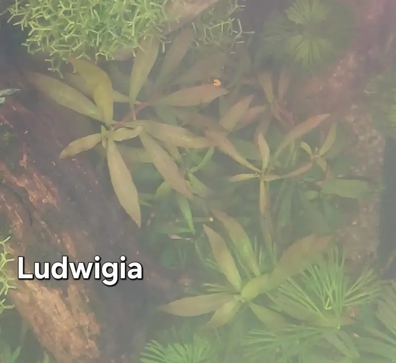 Shrimps | Live Plants | Aquatic Plants | Aquarium Plants — photo 7