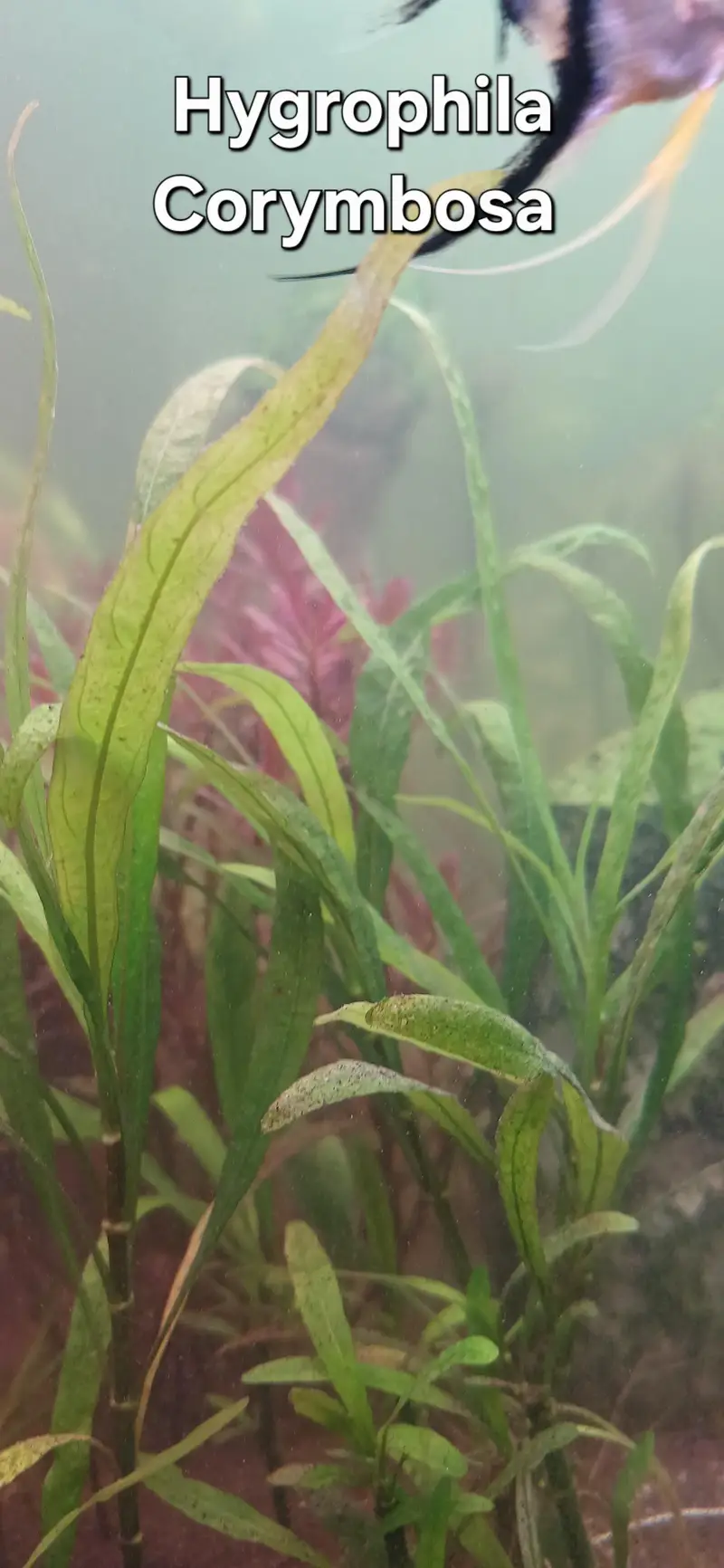 Shrimps | Live Plants | Aquatic Plants | Aquarium Plants — photo 8