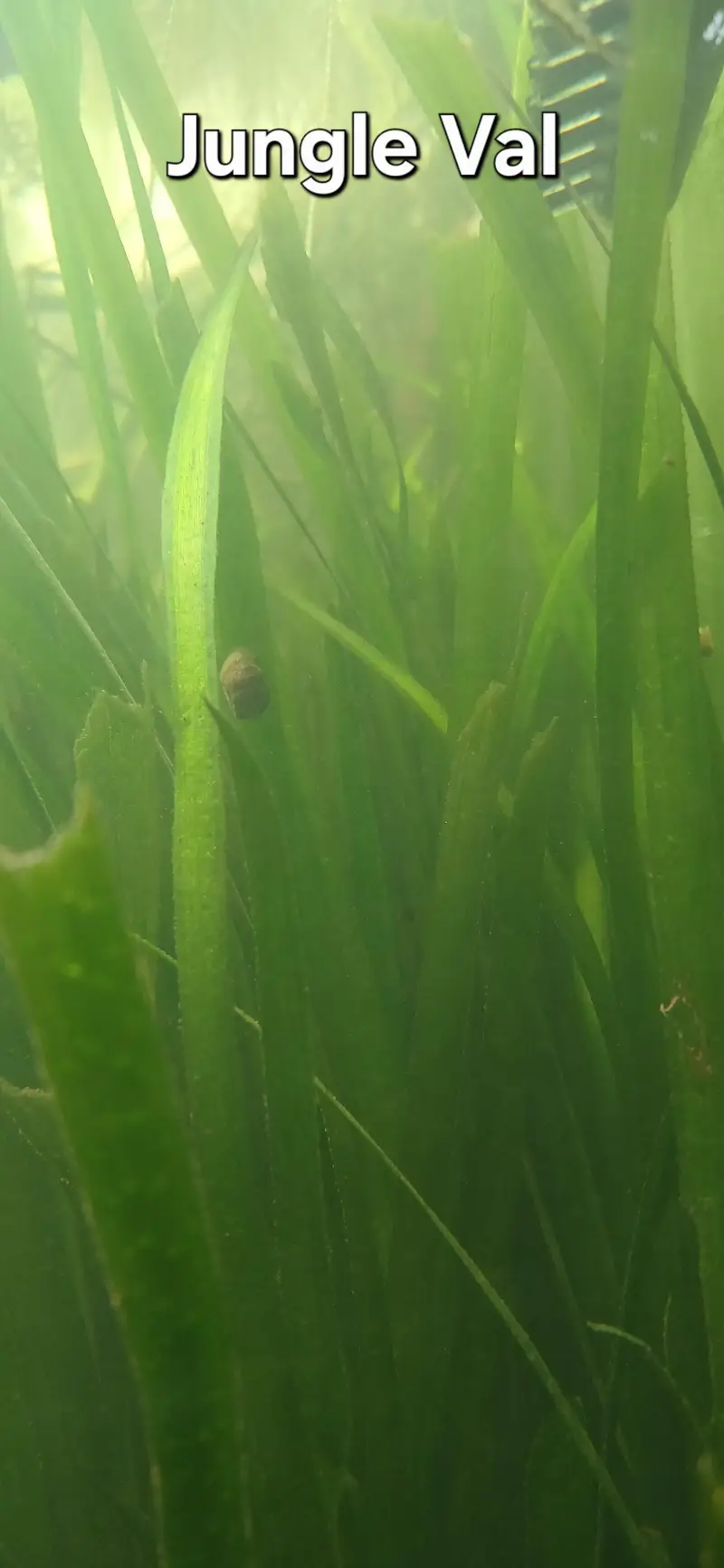 Shrimps | Live Plants | Aquatic Plants | Aquarium Plants — photo 9