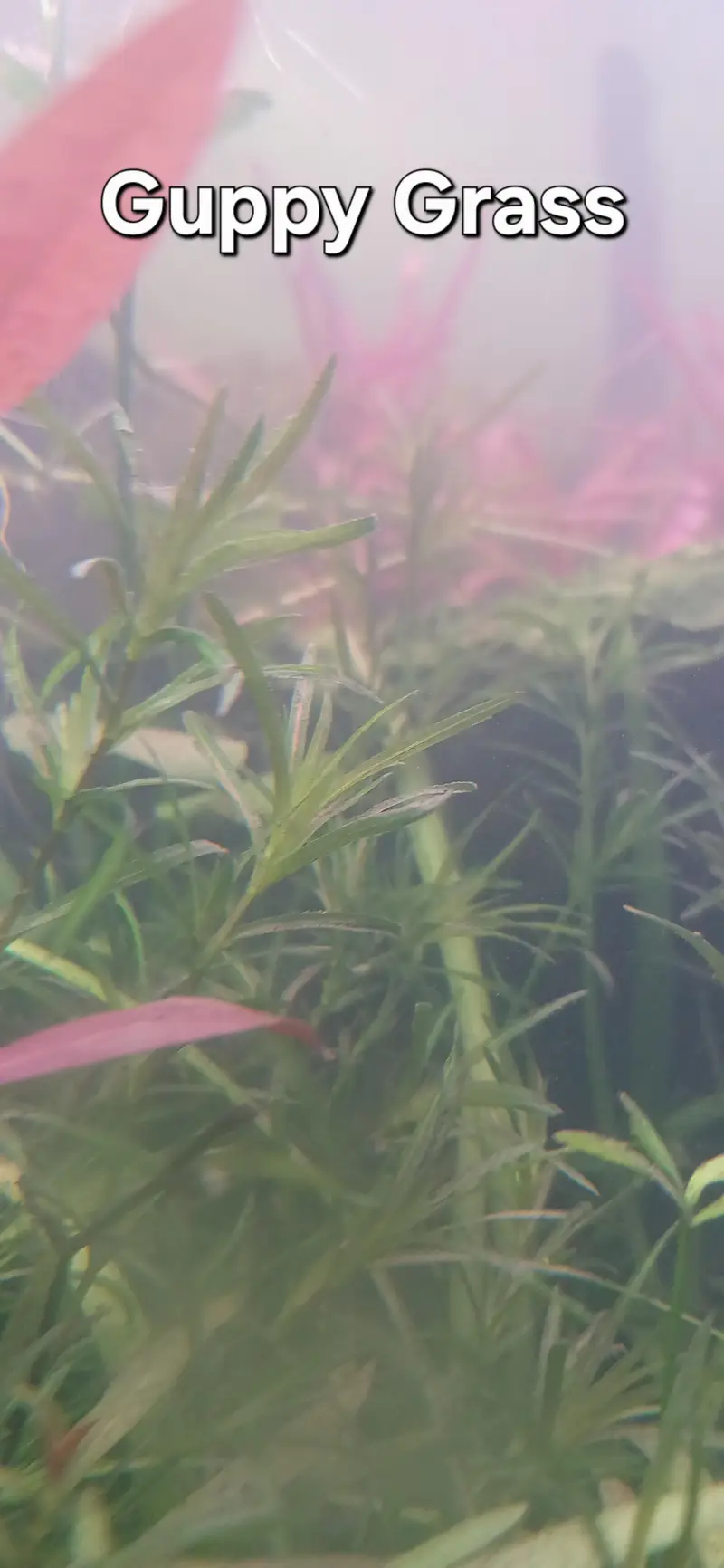 Shrimps | Live Plants | Aquatic Plants | Aquarium Plants — photo 10