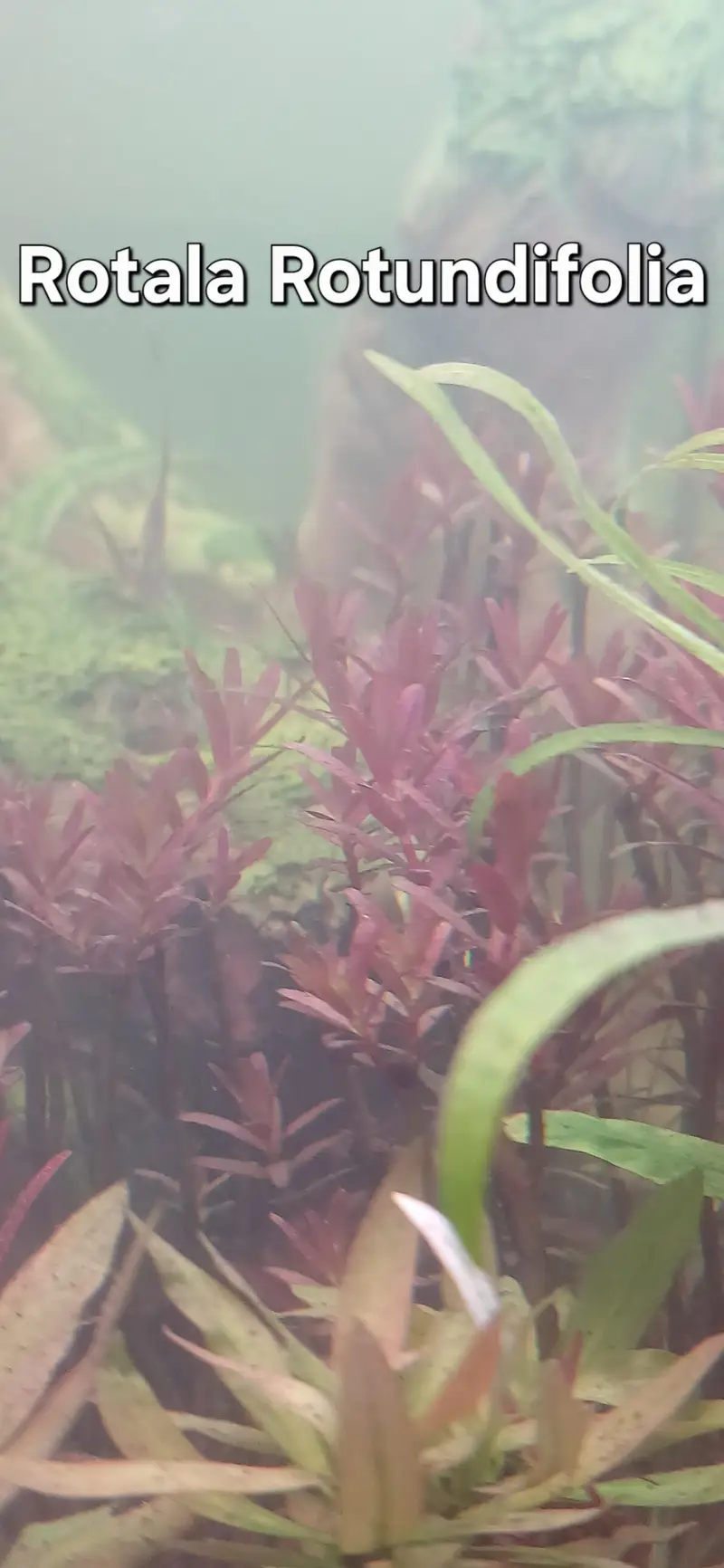 Shrimps | Live Plants | Aquatic Plants | Aquarium Plants — photo 11