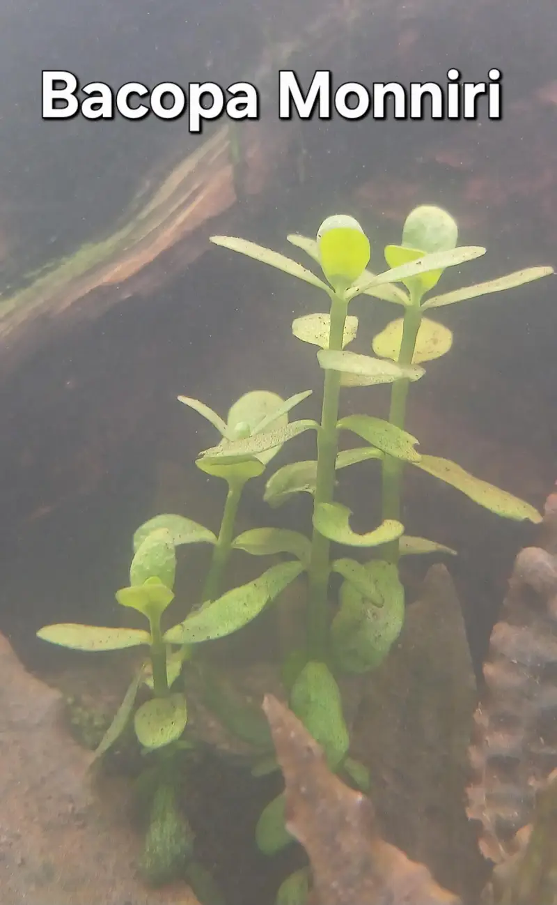 Shrimps | Live Plants | Aquatic Plants | Aquarium Plants — photo 12