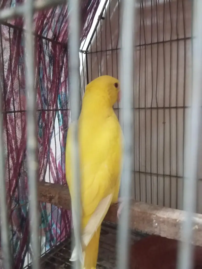 mashallah yellow rungnck pair healthy active near to self hand tame se