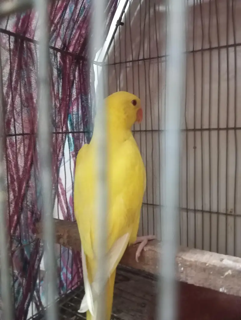 mashallah yellow rungnck pair healthy active near to self hand tame se — photo 2