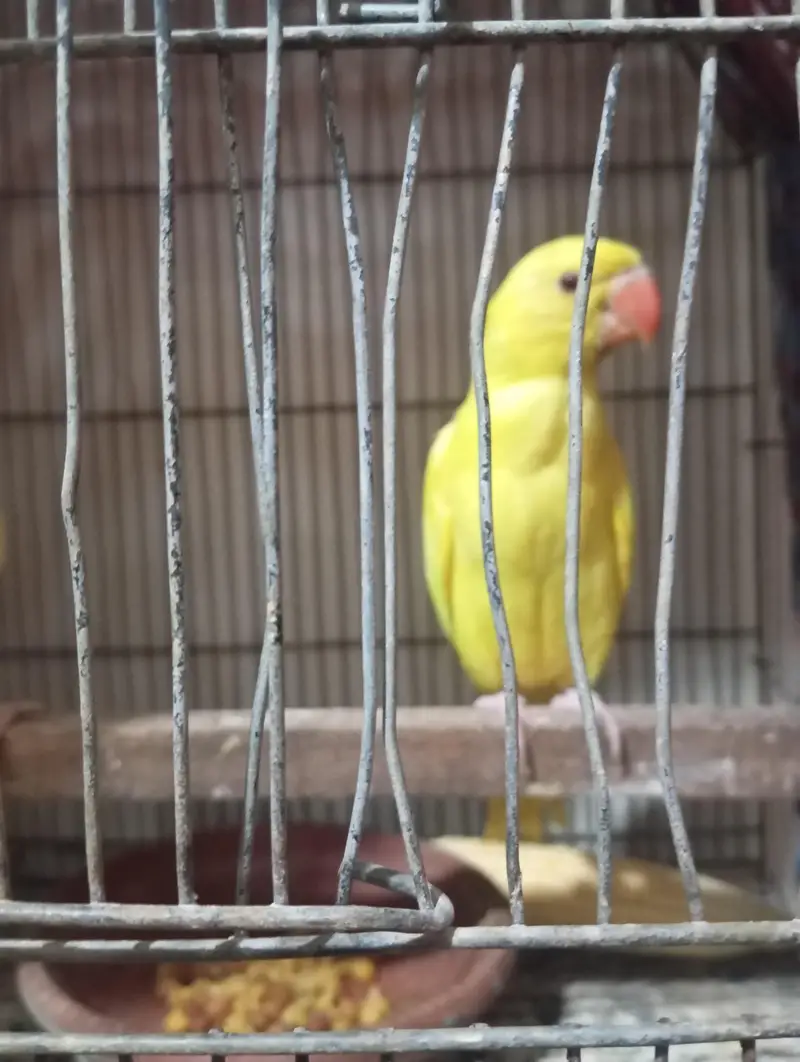 mashallah yellow rungnck pair healthy active near to self hand tame se — photo 3