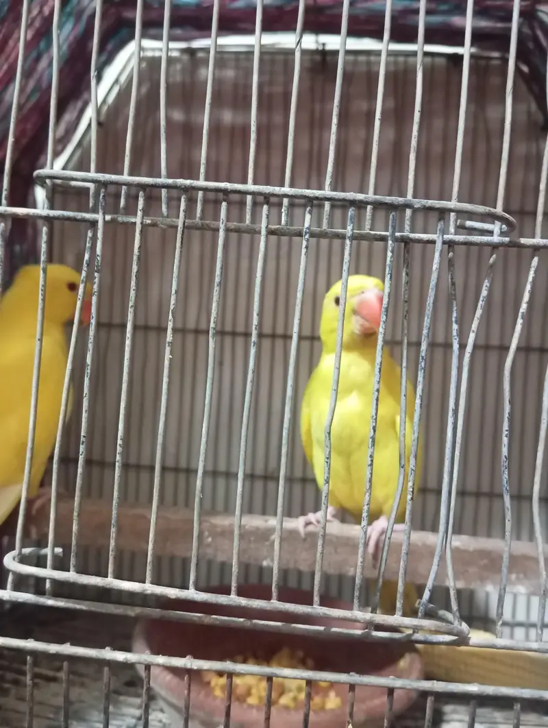 mashallah yellow rungnck pair healthy active near to self hand tame se — photo 4
