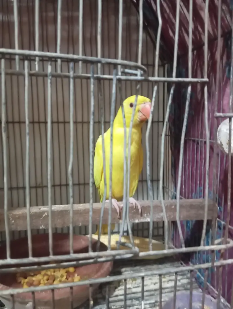 mashallah yellow rungnck pair healthy active near to self hand tame se — photo 5