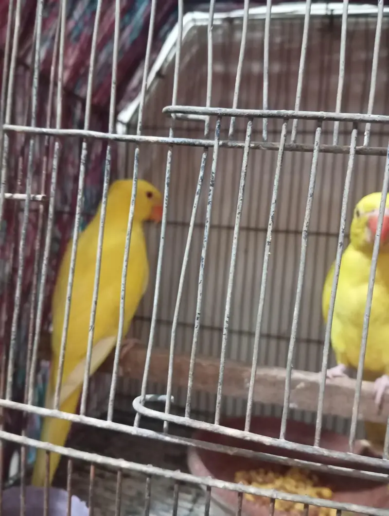 mashallah yellow rungnck pair healthy active near to self hand tame se — photo 6