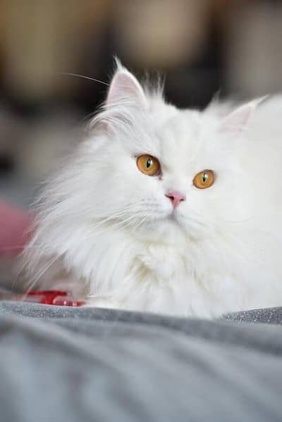Persian cat punch face