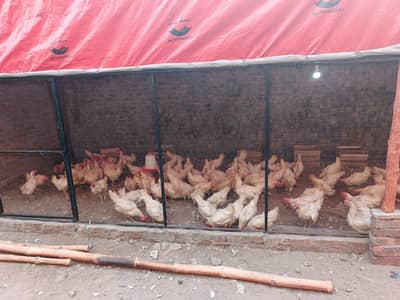 High Egg Production White Layer Hens – Urgent Farm Sale