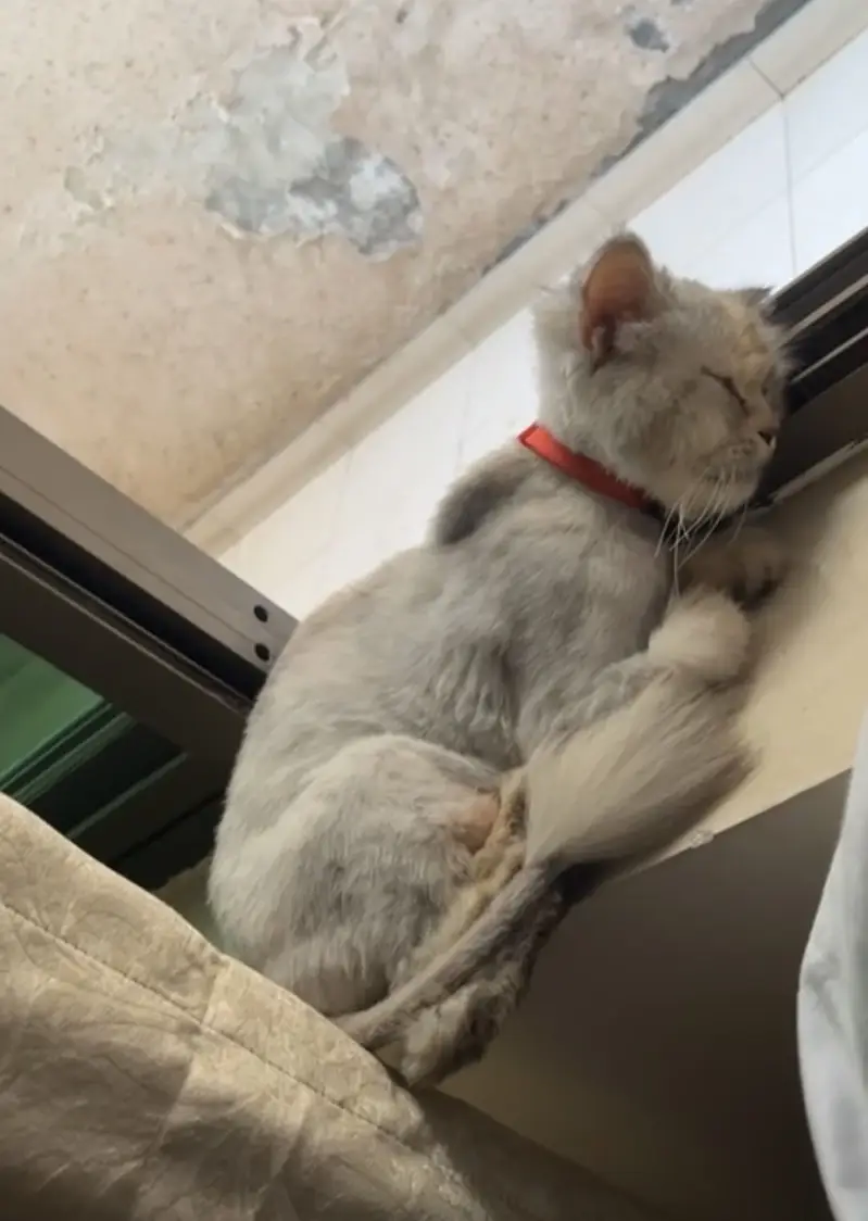 Fully vacinated Cat — photo 4