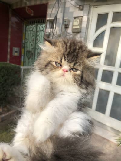 Peki kitten | triple Coated|Piki Face kittens/top quality cat/peki