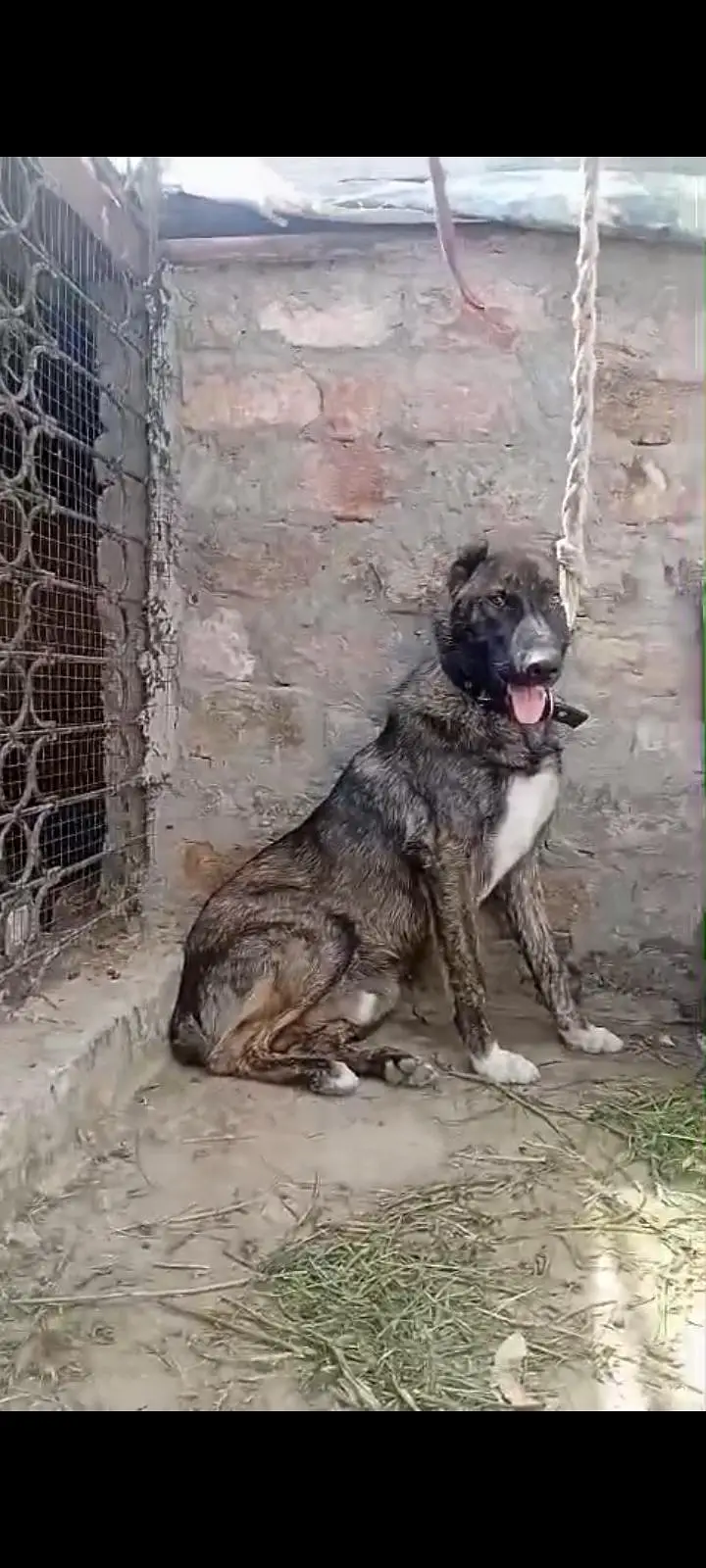 afgan kochi dog
