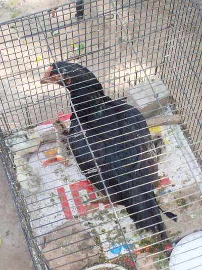 turkey chicks available white brown black &eggs