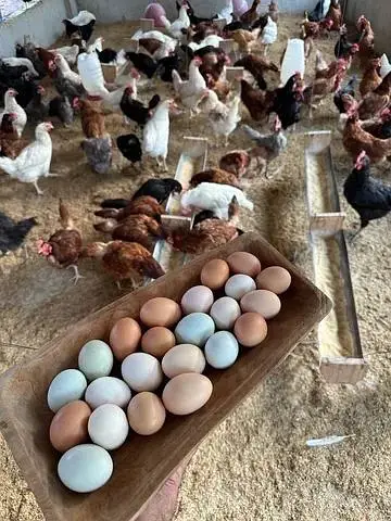 Fertile Eggs for Sale Golden Misri Plymouth Lohmann Brown Egg Pakistan — photo 2