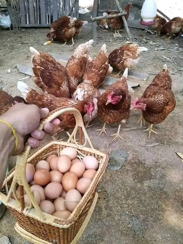 Fertile Eggs for Sale Golden Misri Plymouth Lohmann Brown Egg Pakistan — photo 4