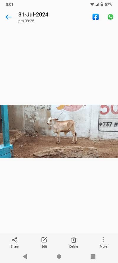 Cholistani Bacchi