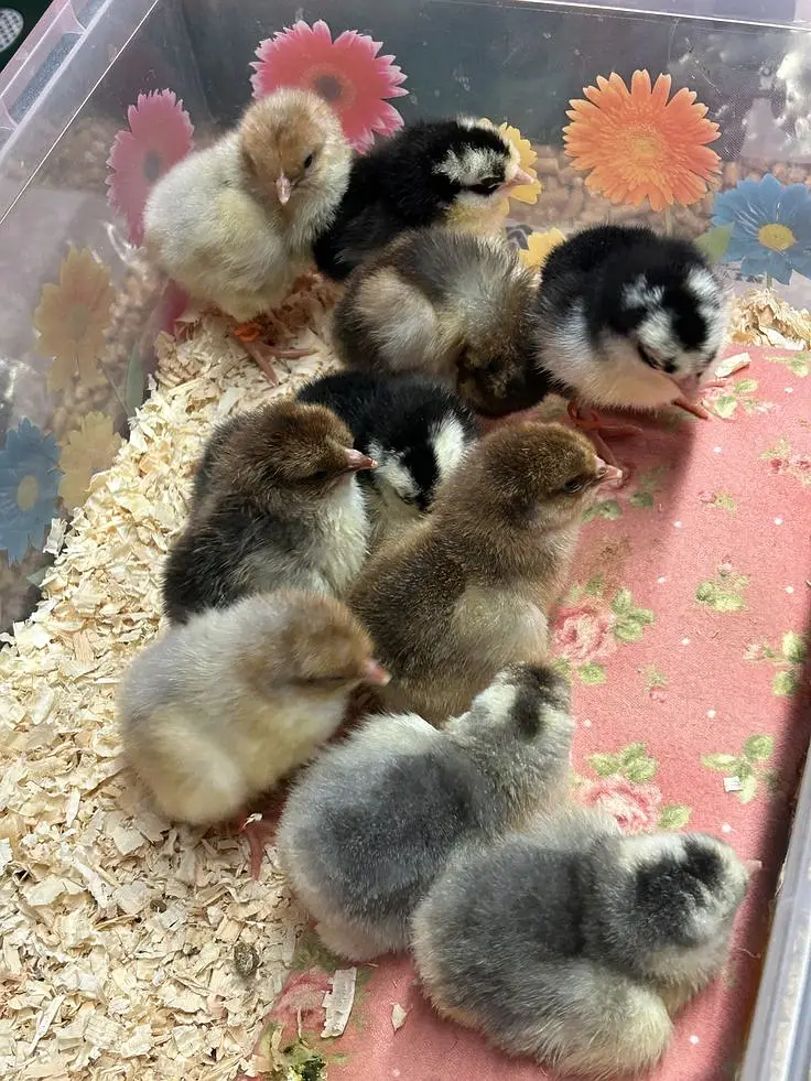 Chicks for Sale in Pakistan Golden Misri Plymouth Lohmann Brown Chicks — photo 2