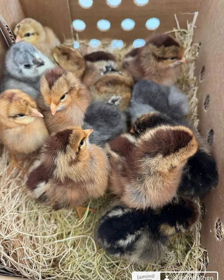Chicks for Sale in Pakistan Golden Misri Plymouth Lohmann Brown Chicks — photo 3