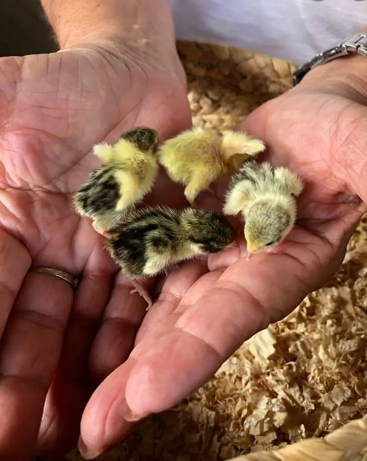 Chicks for Sale in Pakistan Golden Misri Plymouth Lohmann Brown Chicks — photo 4