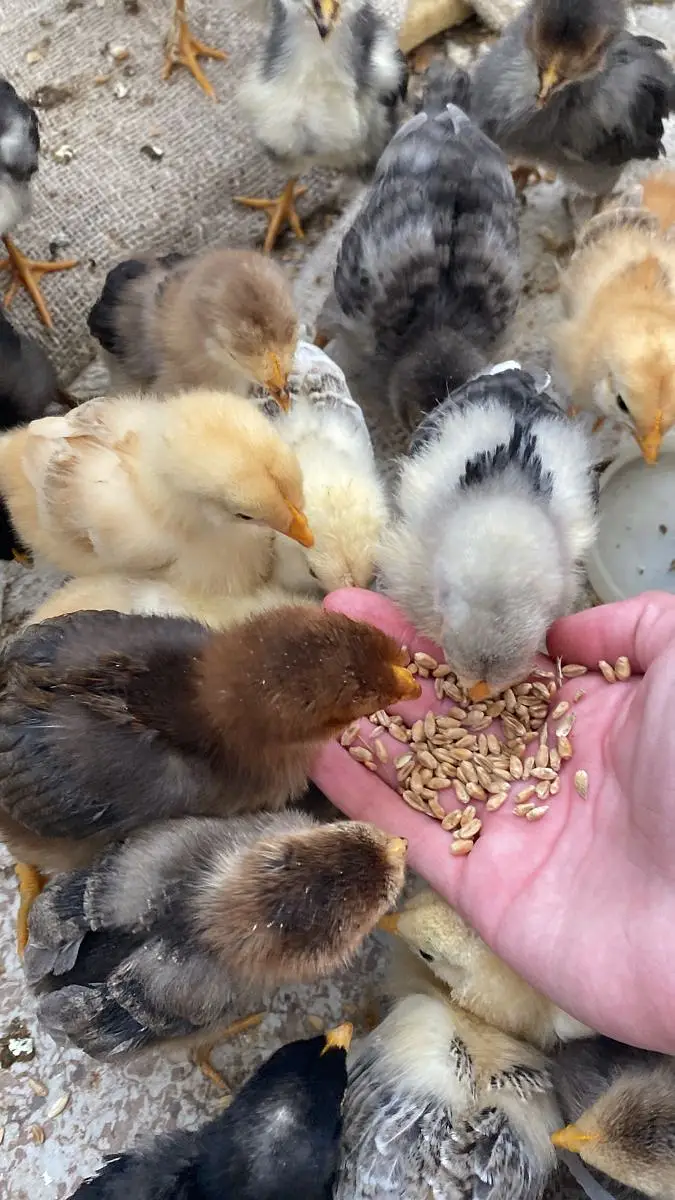 Chicks for Sale in Pakistan Golden Misri Plymouth Lohmann Brown Chicks — photo 5