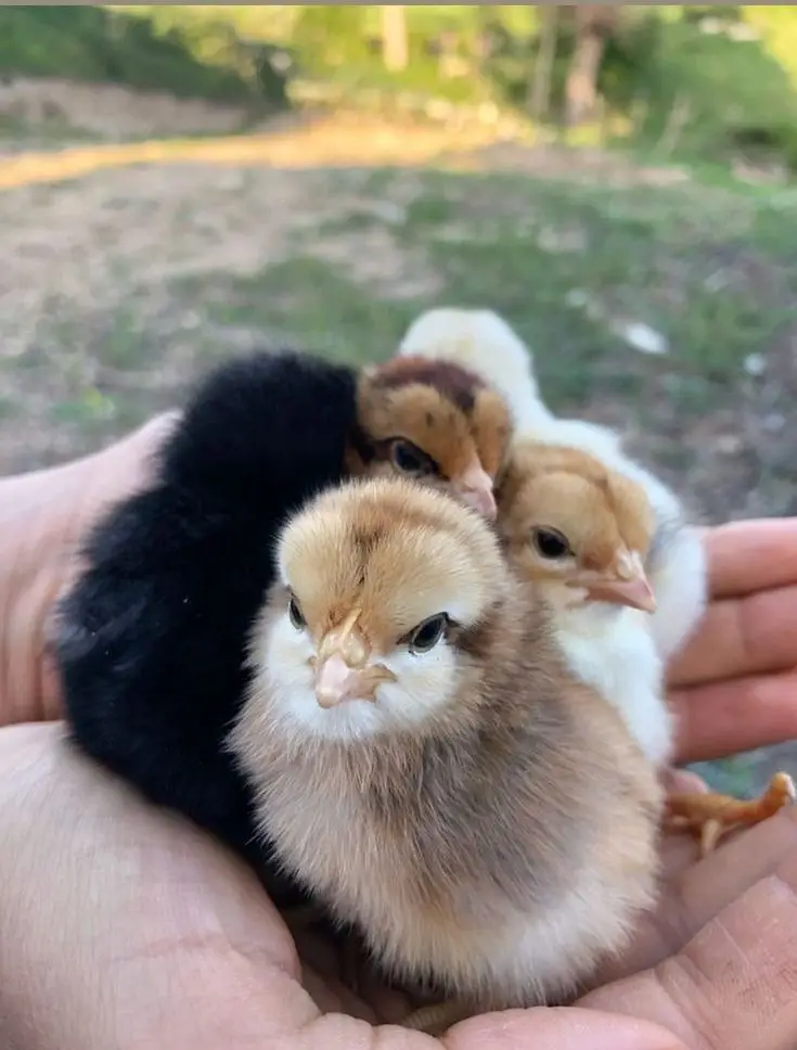 Chicks for Sale in Pakistan Golden Misri Plymouth Lohmann Brown Chicks — photo 6