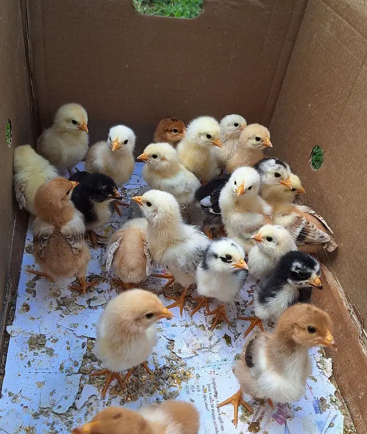 Chicks for Sale in Pakistan Golden Misri Plymouth Lohmann Brown Chicks — photo 7