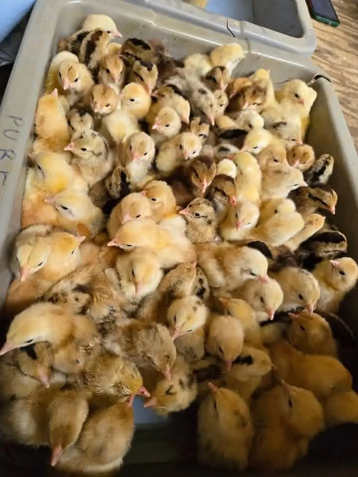 Chicks for Sale in Pakistan Golden Misri Plymouth Lohmann Brown Chicks — photo 8