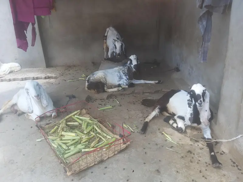 Goat/ Doe — photo 3