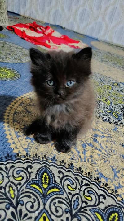 persian kittens Triple coated | sami punch Face| High Quality kittens