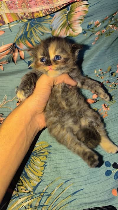 Kitten mix color