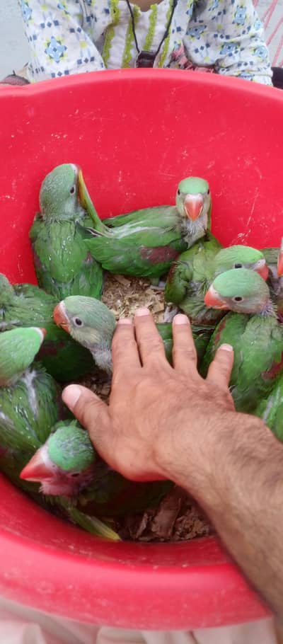ماشاءاللہ بہت اچھی کوالٹی