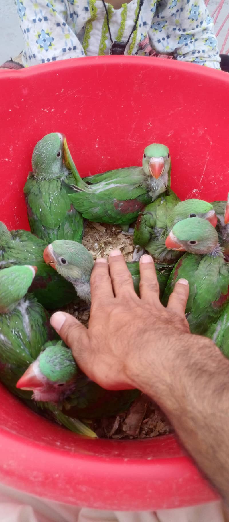 ماشاءاللہ بہت اچھی کوالٹی 0