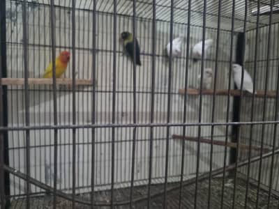 lovebirds mix for sale 1200 per piece