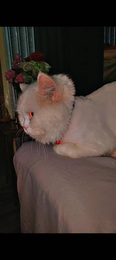 Friendly & Affectionate 4-Year-Old Male Cat Looking for a Loving Home