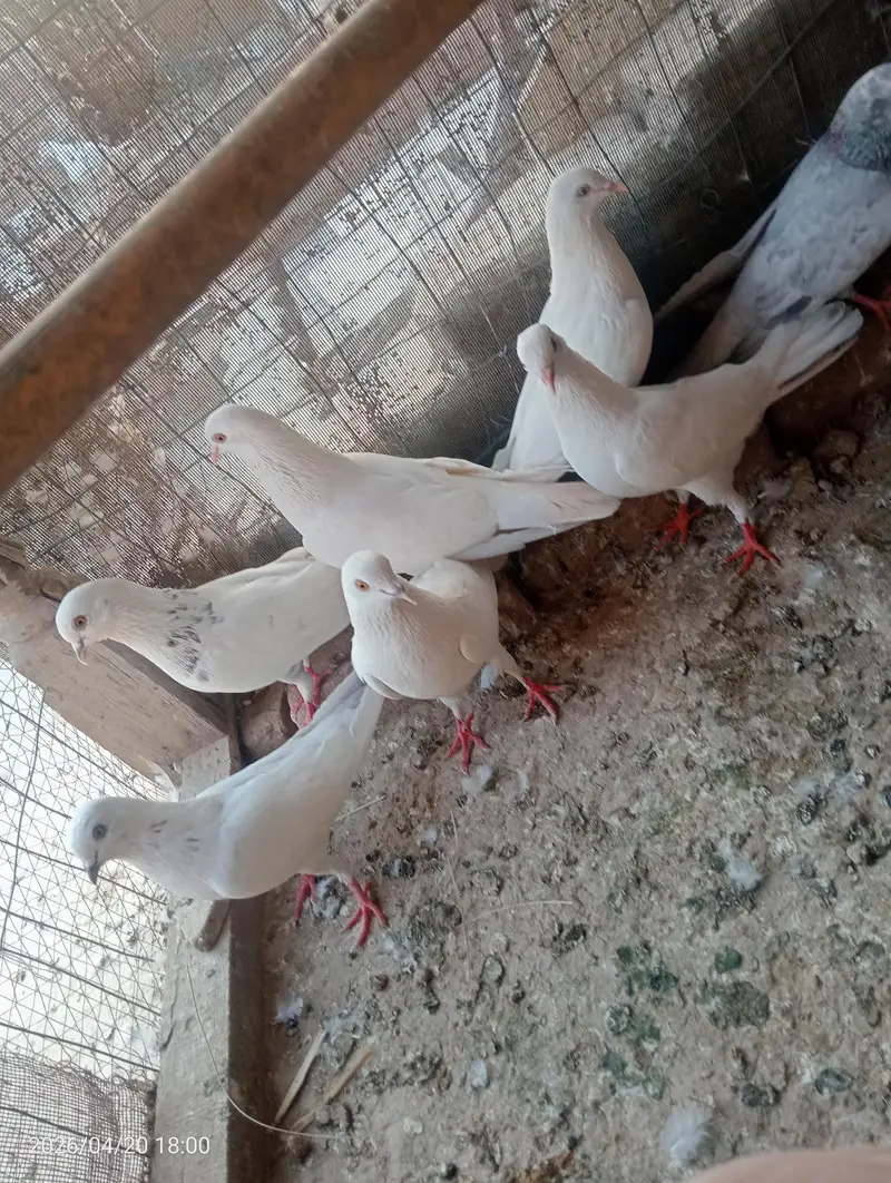 high flyer kaboter ha achi perwaz waly