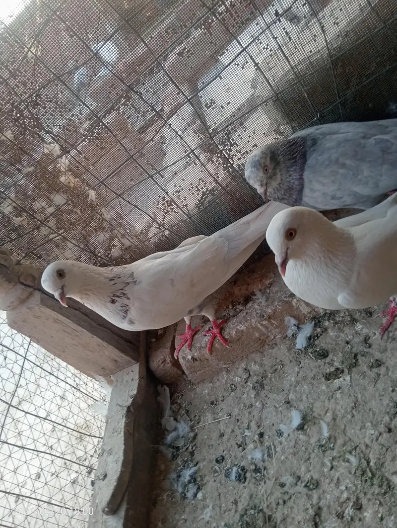high flyer kaboter ha achi perwaz waly — photo 2