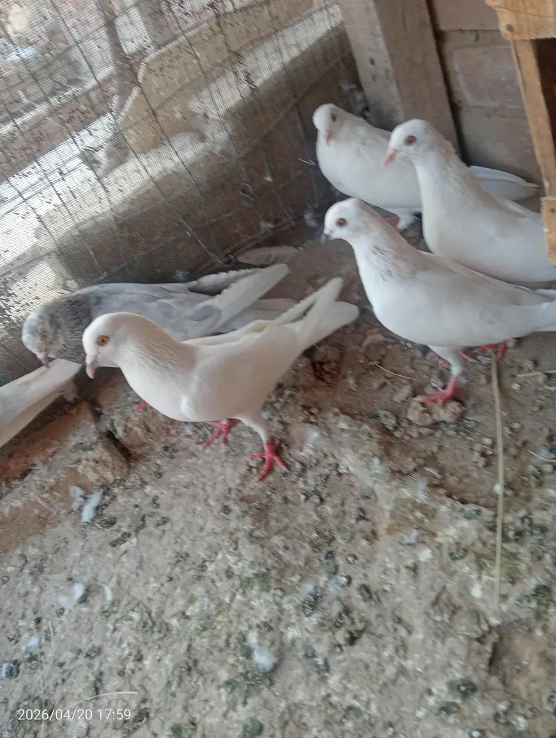 high flyer kaboter ha achi perwaz waly — photo 3