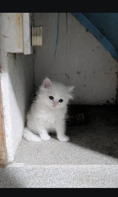 Persian cat for sale