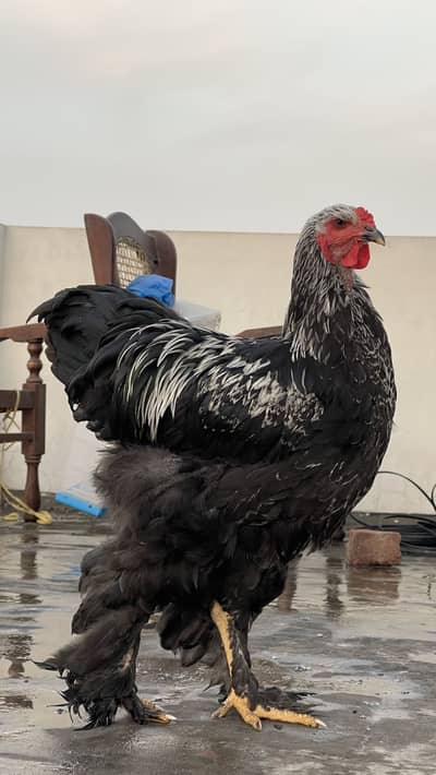 Brahma