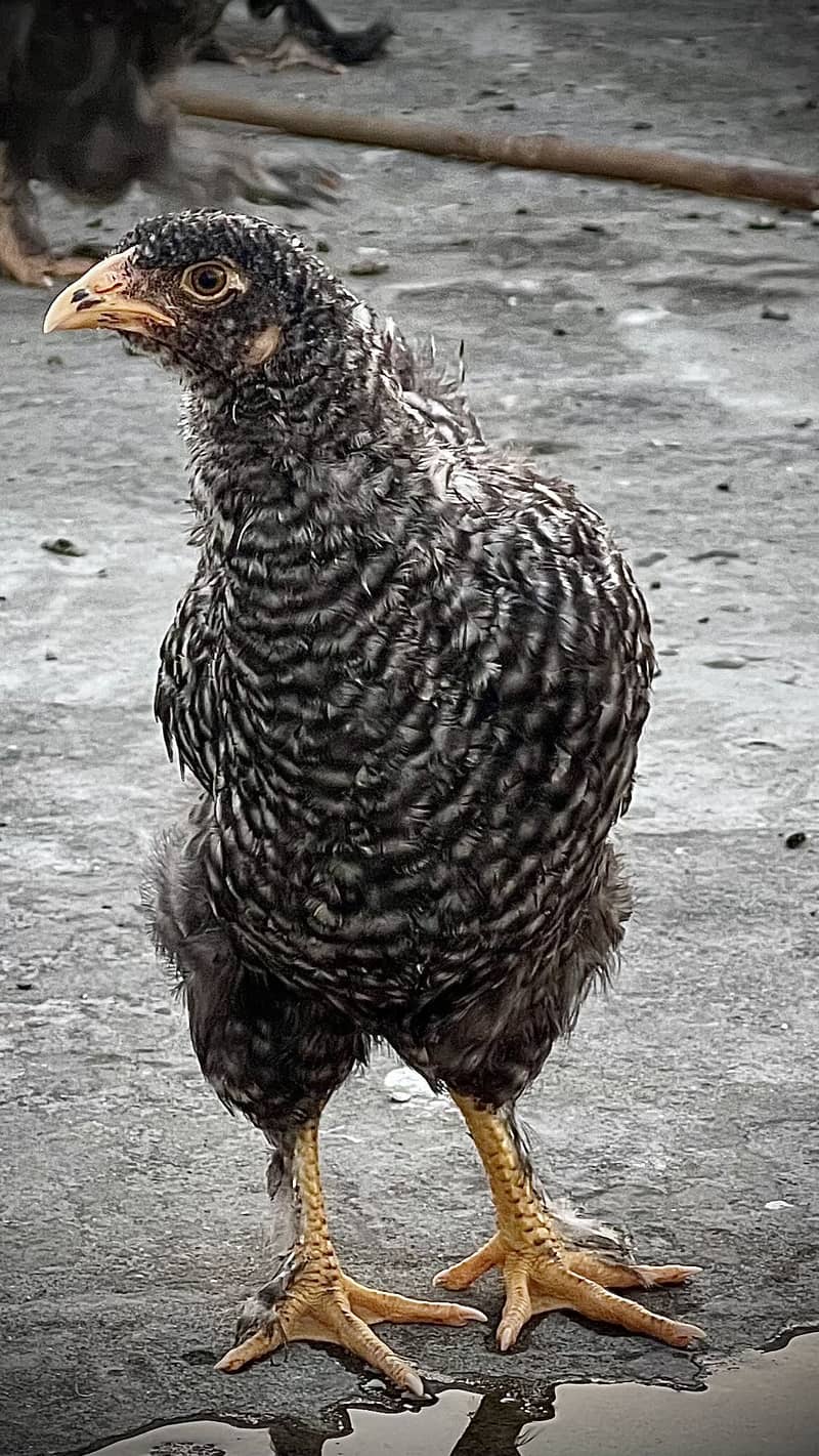 Brahma 2