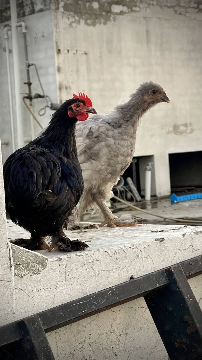 Brahma 3